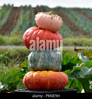 Zucche e squash da un inizio di caduta raccolto sulla penisola Saanich. Foto Stock