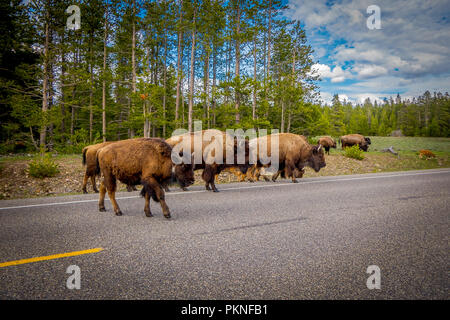 Bisonti americani famiglia attraversare una strada nel Parco Nazionale di Grand Teton, Wyoming Foto Stock