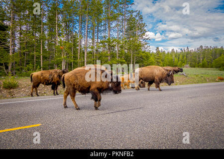 Bisonti americani famiglia attraversare una strada nel Parco Nazionale di Grand Teton, Wyoming Foto Stock