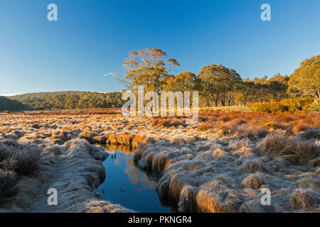 Paesaggio di golden frost-ammantate di graminacee Polblue palude con foreste adiacenti & blue sky si riflette nel flusso in corrispondenza di Barrington Tops National Park NSW Foto Stock
