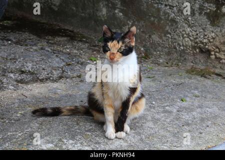 Gatto in Grecia - isola di Corfù tricolore gatta calico. Foto Stock