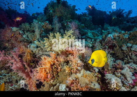 Butterflyfish mascherato in Coral Reef, Chaetodon semilarvatus, fratello isole, Mar Rosso, Egitto Foto Stock