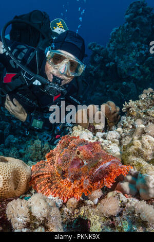 Subacqueo e Tassled scorfani, Scorpaenopsis oxycephala, Isola Giftun, Mar Rosso, Egitto Foto Stock