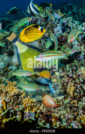 Klunzingers Wrasse alimentazione, Thalassoma rueppellii, fratello isole, Mar Rosso, Egitto Foto Stock