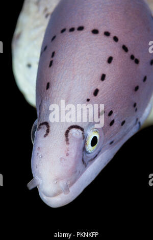 Ritratto di pepati Moray, la Siderea grisea, Isola Giftun, Mar Rosso, Egitto Foto Stock
