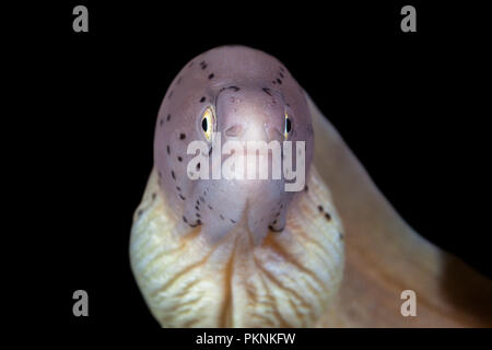 Ritratto di pepati Moray, la Siderea grisea, Isola Giftun, Mar Rosso, Egitto Foto Stock