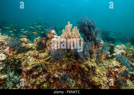 In gorgonia Reef, Eugorgia rubens, La Paz, Baja California Sur, Messico Foto Stock