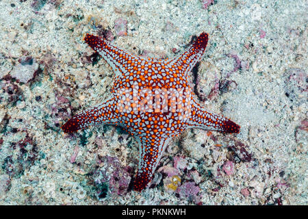 Cuscino Panamic Starfish, Pentaderaster cumingii, La Paz, Baja California Sur, Messico Foto Stock