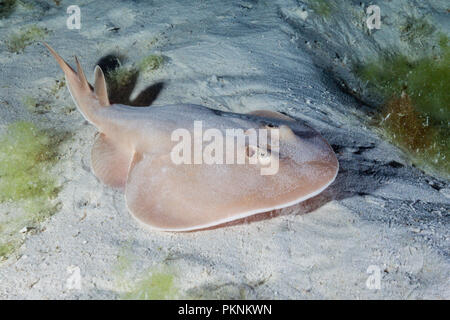 Bullseye Round Stingray, Urobatis concentricus, La Paz, Baja California Sur, Messico Foto Stock