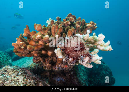 Panamic Corona di Spine di stelle marine Acanthaster ellisii, La Paz, Baja California Sur, Messico Foto Stock