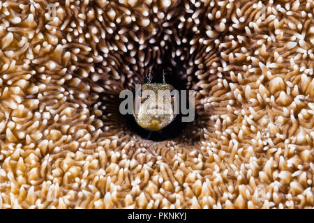 Browncheek bavose, Acanthemblemaria crockeri, La Paz, Baja California Sur, Messico Foto Stock