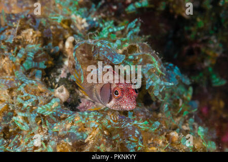 Browncheek bavose, Acanthemblemaria crockeri, La Paz, Baja California Sur, Messico Foto Stock