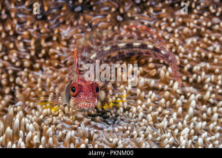 Browncheek bavose, Acanthemblemaria crockeri, La Paz, Baja California Sur, Messico Foto Stock