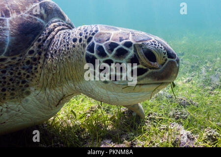 Tartaruga Verde, Chelonia Mydas, Akumal, Tulum, Messico Foto Stock