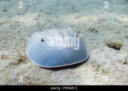 Il granchio a ferro di cavallo di mangrovie, Limulus polyphemus, Cancun Yucatan, Messico Foto Stock