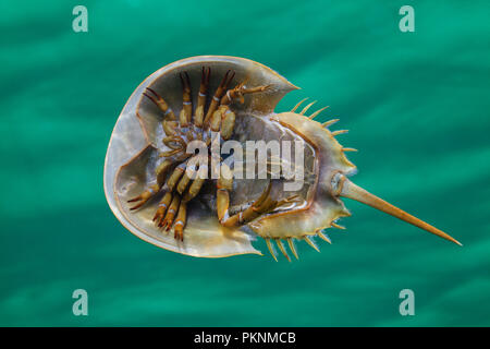 Il lato inferiore del granchio a ferro di cavallo, Limulus polyphemus, Cancun Yucatan, Messico Foto Stock