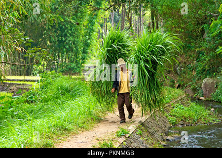 Un agricoltore porta un erba con un'imbracatura sulla sua spalla, Sumberawan, East Java Indonesia. Foto Stock