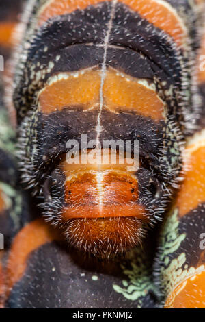 I bruchi di seta gigante tarma Arsenura armida, Cancun Yucatan, Messico Foto Stock