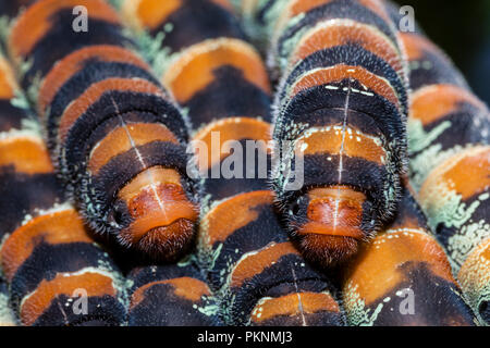 I bruchi di seta gigante tarma Arsenura armida, Cancun Yucatan, Messico Foto Stock