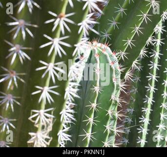 Succulente e cactus in un pomeriggio soleggiato al Desert Botanical Gardens in Phoenix, Arizona Foto Stock