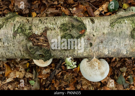 Staffa funghi che crescono su un caduto betulla in Galles. Foto Stock