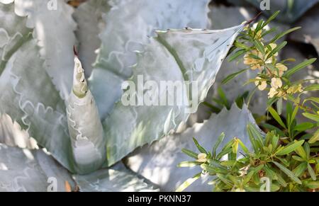 Succulente e cactus in un pomeriggio soleggiato al Desert Botanical Gardens in Phoenix, Arizona Foto Stock