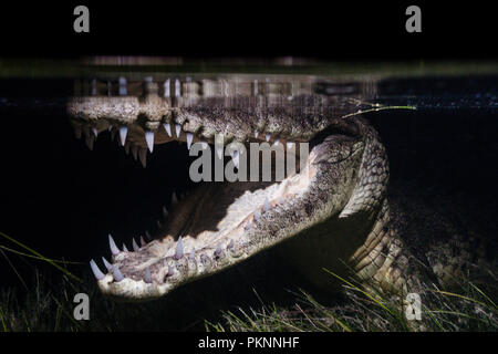 Morelet's Crocodile a caccia di notte, Crocodylus moreletii, Cancun Yucatan, Messico Foto Stock