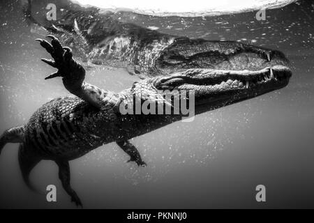 Morelet's Crocodile, Crocodylus moreletii, Cancun Yucatan, Messico Foto Stock