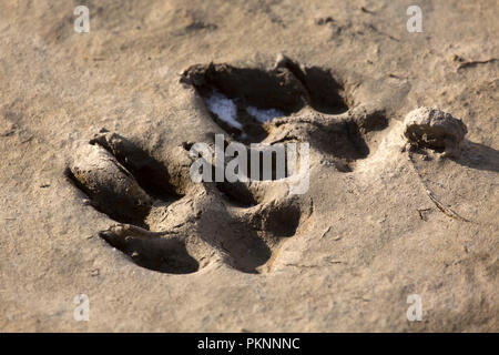 Lupo le tracce lasciate sul terreno fangoso nel subartiche in Manitoba, Canada. Le tracce sono state congelate. Foto Stock