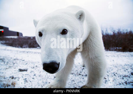 Femmina orso polare (Ursus maritimus) su terreno innevato dalla Baia di Hudson in Manitoba, Canada. Porta attendere dal litorale davanti al congelamento di ghiaccio. Foto Stock