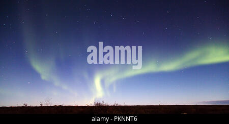 Le luci del nord in un cielo stellato in Manitoba, Canada. Il fenomeno è noto anche come l'Aurora Boreale. Foto Stock