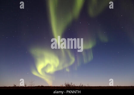 Le luci del nord in un cielo stellato in Manitoba, Canada. Il fenomeno è noto anche come l'Aurora Boreale. Foto Stock