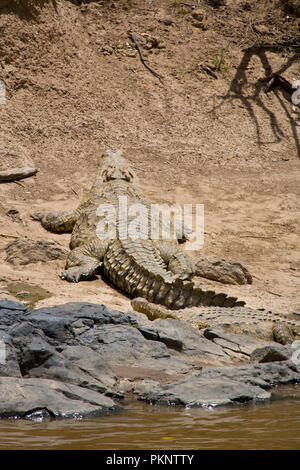 Coccodrillo del Nilo (Crocodylus niloticus) sul Masai Mara, Kenya, Africa Foto Stock
