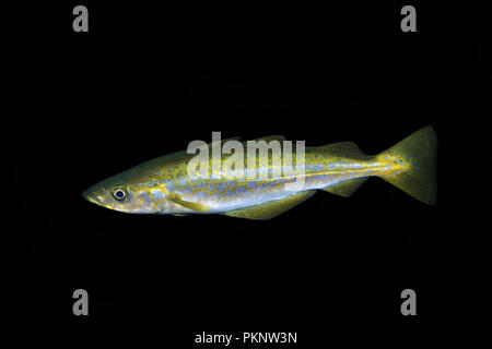 Atlantic Pollock o unione di Pollock (Pollachius pollachius) nella notte Foto Stock