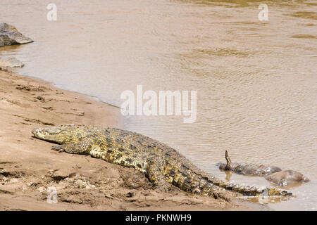 Coccodrillo del Nilo (Crocodylus niloticus) sul Masai Mara, Kenya, Africa Foto Stock