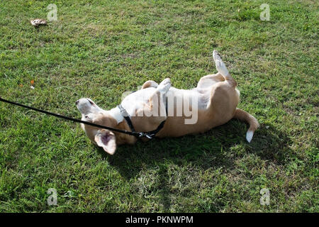 Rulli del cane nell'erba su un cane a camminare in una giornata di sole a Stoccolma, Svezia. Foto Stock