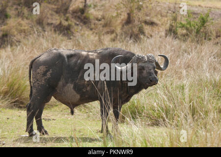 Bufalo d'acqua nel Masai Mara National Park, Kenya Foto Stock