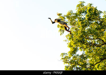 Rosso-shanked Douc- Langur sul figlio Tra della penisola di Da Nang City, Vietnam Foto Stock