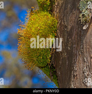 Muschio verde vivo che cresce sulla piccola roccia nella foresta vicino a  Uetliberg in Svizzera vicino al percorso turistico Foto stock - Alamy