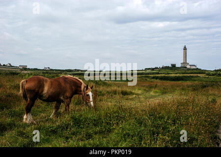 Un cavallo al pascolo in un campo vicino a Ile de Batz faro sull'Ile de Batz, situato a due miglia dalla Roscoff sulla Bretagne costa del nord ovest Fran Foto Stock