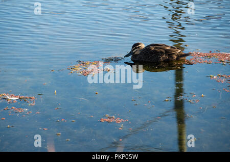 Duck floating nella corrente nel tardo pomeriggio Foto Stock