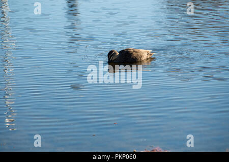 Duck floating nella corrente nel tardo pomeriggio Foto Stock