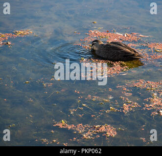 Duck floating nella corrente nel tardo pomeriggio Foto Stock