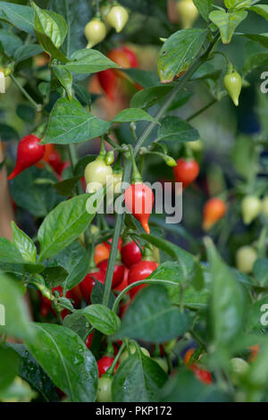 Il Capsicum annuum 'chupetinho'. Il peperoncino "chupetinho' sull'impianto. Biquinho peperoncino Foto Stock