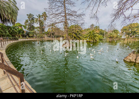 Una bellissima vista di un parc con uccelli in un stagno di Barcellona, Spagna Foto Stock