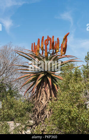 Una fioritura aloe presso il Monumento Voortrekker monumento sulla collina di Pretoria Foto Stock