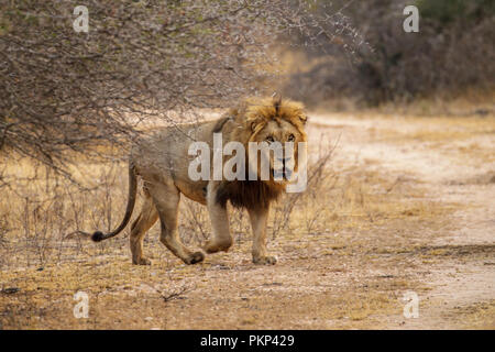 Lion Pantera leo Kruger National Park - Mpumalanga in Sudafrica il 15 agosto 2018 maschio adulto Felidae Foto Stock