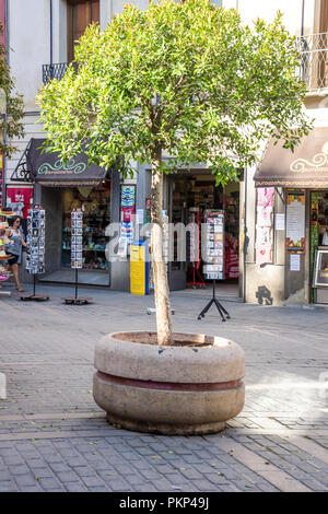 Siviglia, Spagna, 18 Giugno 2017: a vasi di piante di arancio mantenuto sul marciapiede di Siviglia su un luminoso giorno di estate Foto Stock