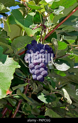 Un vitigno di amur è stretching e di diffusione di tutto un paese limitrofo di mela cotogna e un cluster di bloomy, bacche di colore viola sembra crescere al di fuori di quell'albero Foto Stock