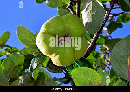 Una maturazione, giallo-verde mela cotogna con soffici peel appeso sull'albero nel sole laterali, visto da sotto contro il cielo blu Foto Stock
